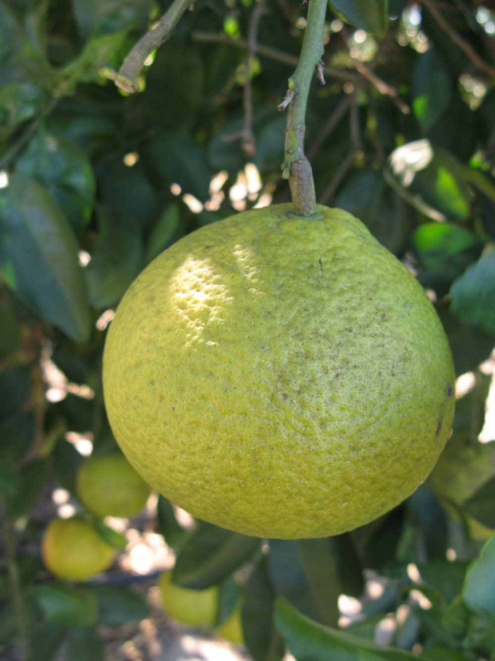              Fruit (Winter Haven, FL)       